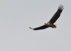 Seeadler