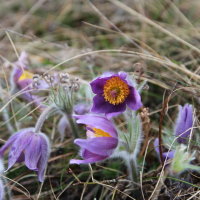 Pulsatilla Vulgaris