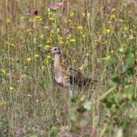 Großer Brachvogel Großer Brachvogel