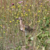 Großer Brachvogel