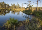 Weiher mit Verlandungszone