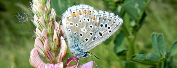 Naturschutz vor Ort Himmelblauer Bläuling © Nerb