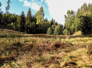 Sommerrevier