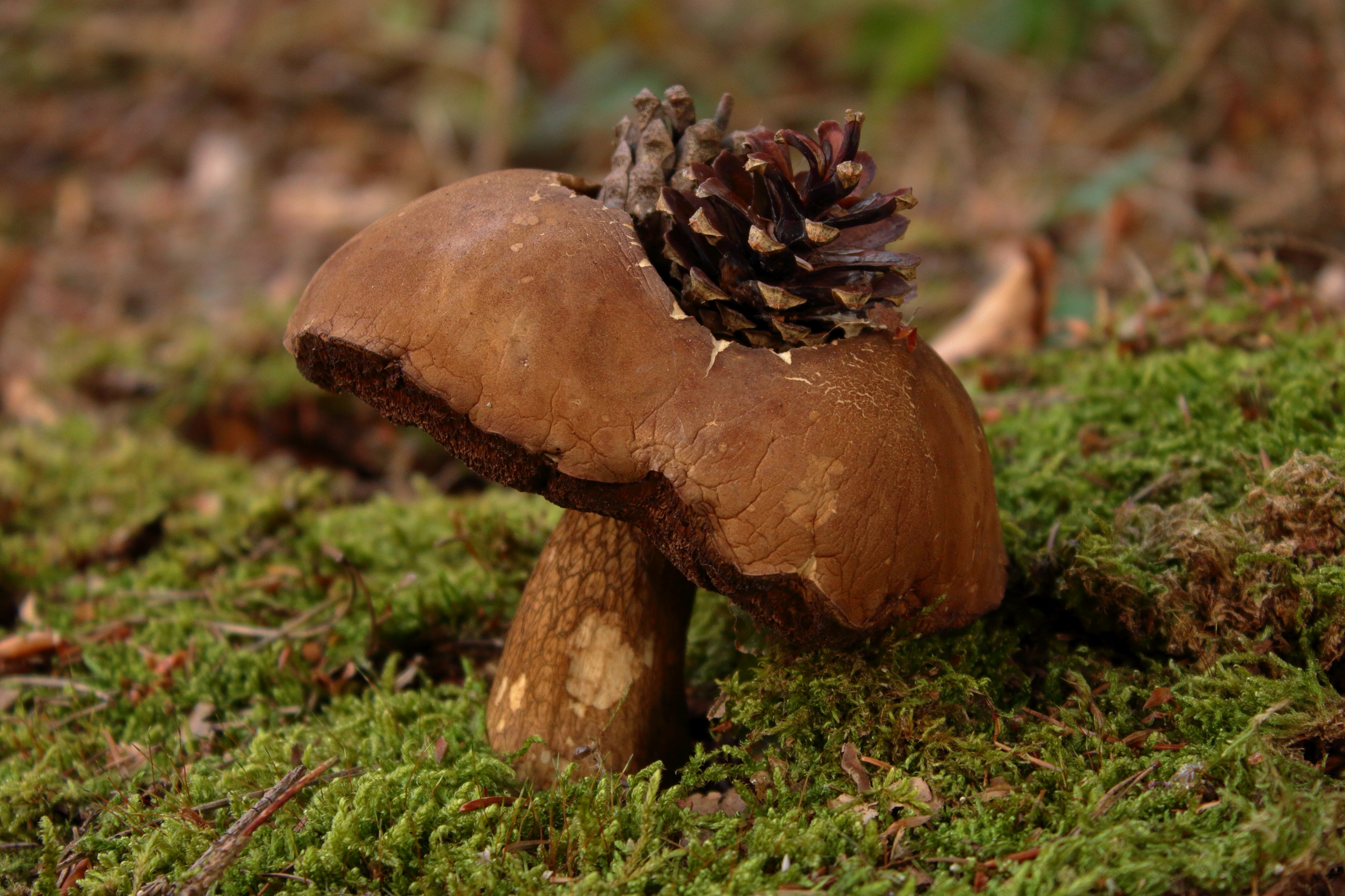Mit ihrem Bild „Hokuspokus – Zapfen aus dem Hut“ gewann Sophia Marie Sand (9 Jahre) den 3. Platz in der Kategorie „Die Natur als Baumeisterin“ bei den 7-10jährigen. Hokuspokus – Zapfen aus dem Hut von Sophia Marie Sand (9 Jahre) aus der Oberpfalz