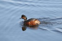 Schwarzhalstaucher Nerb