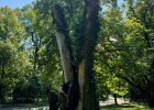 Dienstbesprechung der Naturschutzbehörden der Oberpfalz mit Exkursion in den Alleen-Gürten der Stadt Regensburg