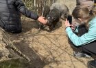 Auch die weiteren Tiere, wie hier die Schweine, begeistern die Kinder.