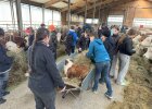Die Kinder freuen sich über den Besuch am Hansen-Bauernhof und helfen fleißig bei der Fütterung der Rinder mit.