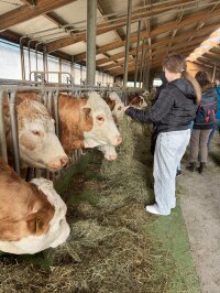 Mädchen füttert Kuh in einem Stall