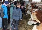 Die Kinder freuen sich über den Besuch am Hansen-Bauernhof und helfen fleißig bei der Fütterung der Rinder mit.